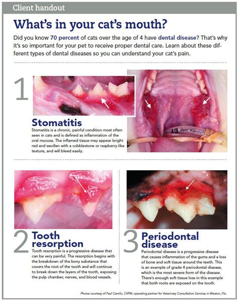 Tooth Resorption Cats Client Handout Korey Suggs