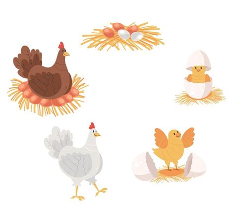 Ciclo de vida del pollo aislado en fondo blanco Ilustración de