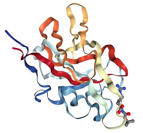 Neuropilin 1 Nrp1 Protein Overview Sino Biological