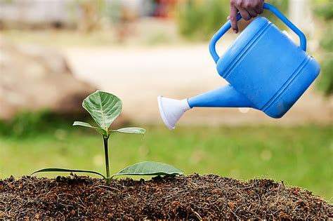 How To Germinate Tomato From Seeds Faster Happiness Tomato