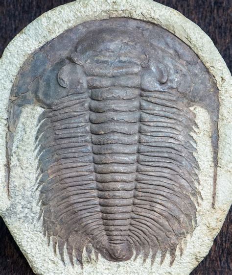 Fossile Di Trilobite Immagine Stock Editoriale Immagine Di Epoca