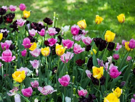 Quand planter les bulbes de tulipes Comment procéder