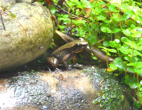 Yellow Throated Frog Mannophryne Trinitatis Visit Us At Marwell Zoo