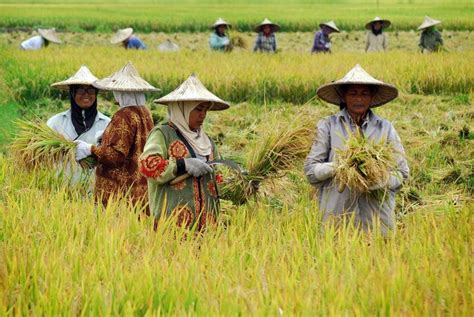 Intervensi Harga Rugikan Petani Koran Jakarta