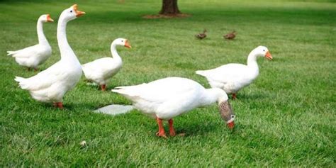 8 White Geese Breeds With Photos Farming Base