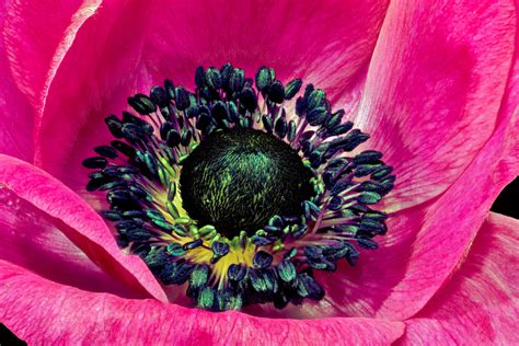 Macro Of A Pink Anemone Flower Jigsaw Puzzle In Macro Puzzles On