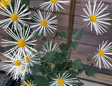 菊キクの種類｜和菊や古典菊、洋菊の品種や特徴