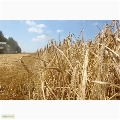 Продам ячмень пивоваренный, купить ячмень пивоваренный, Винницкая обл ...