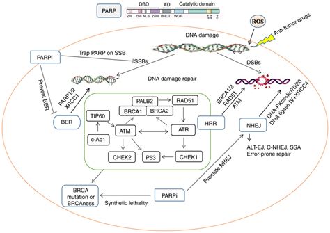 Roles Of PARP 1 In DNA Damage Repair And Synthetic Lethality DNA