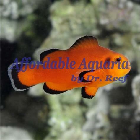 Naked Clownfish Affordable Aquaria