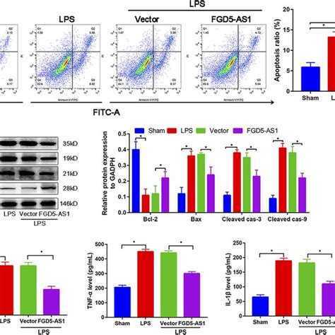 LncRNA FGD5 AS1 Downregulated The LPS Induced Apoptosis Of