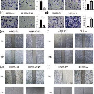 Circrars Promoted Glucose Consumption And Lactate Production A C