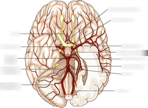 Cerebrovascular System Diagram Quizlet