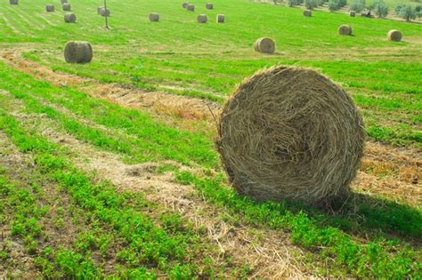 Premium Photo Hay Harvest In Tuscany