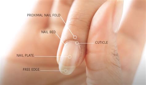 5 Easy Steps To Remove Cuticles Safely Nail Care Hub