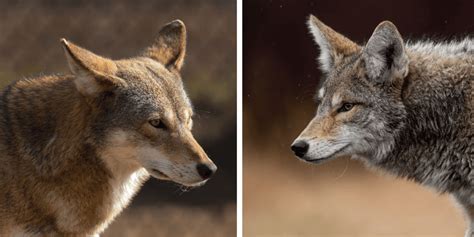 A Scientific Look At Predator Prey Relationships And Efforts To Reduce Red Wolf And Coyote