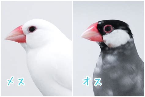 文鳥のオスメスを外見で見分けるヒント・特徴など｜文鳥デイズ