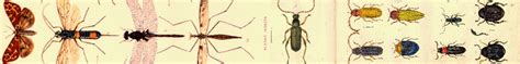 Insect Banner Insectology Fan Art 3861337 Fanpop