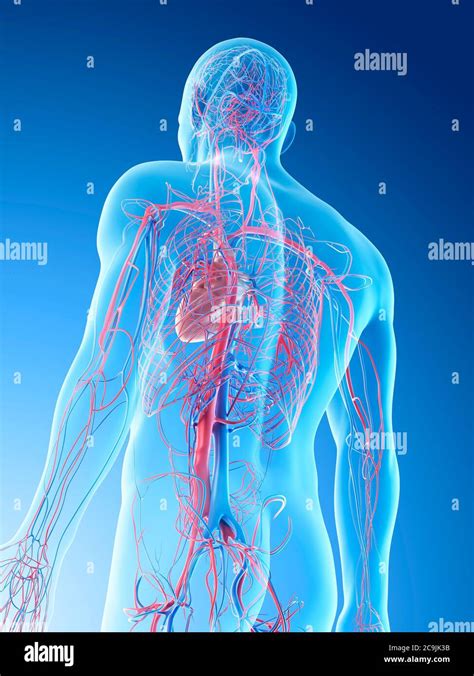 Body Blood Vessels Hi Res Stock Photography And Images Alamy