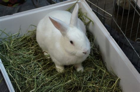 florida white rabbit  comprehensive guide   breed everbreed