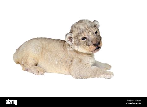 baby lion isolated on a white background Stock Photo - Alamy