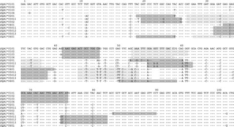 Sequences Of HLA DQA1 Alleles Showing The Sequence Alignment Of