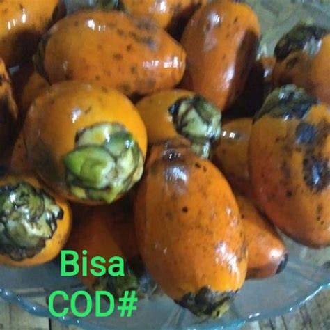 Pinang Tua Buah Pinang Tua Untuk Miss V Lazada Indonesia