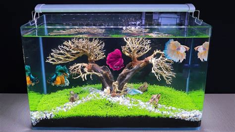 How To Grow Aquatic Plants In Aquarium Amazing Diy Aquascape For Betta