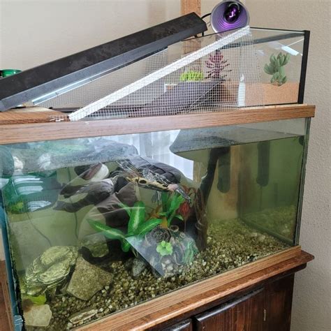 Turtle Habitat Modified Turtle Tank Turtle Tank Turtle Habitat