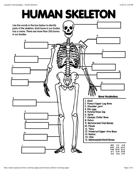 Skeleton Coloring Pages Anatomy At Free Printable Porn Sex Picture