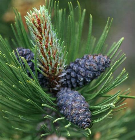 Pinus Leucodermis Heldreichii Indigo Eyes Upright Bosnian Pine