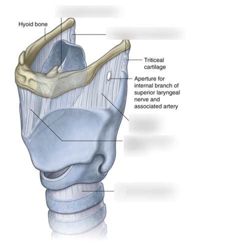 Ligaments Of Larynx Diagram Quizlet