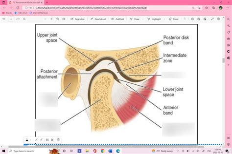 TMJ Diagram | Quizlet