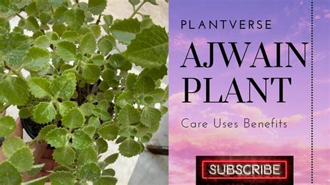 Ajwain Plant Carom Seed Plant Care Full Information And Uses How To