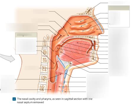 Nasal Cavity Pharynx Diagram Quizlet