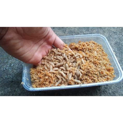 Jual Maggot Bsf Super Berat Gram Kondisi Hidup Fresh Maggot