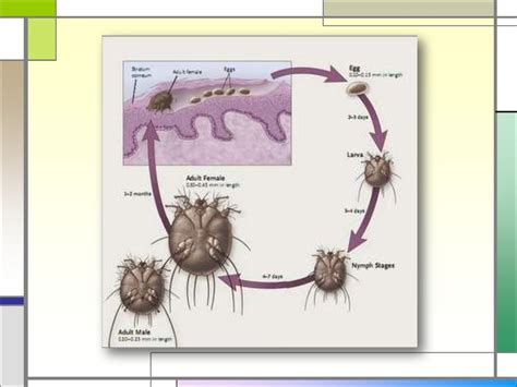 Escabiosis Dermatología