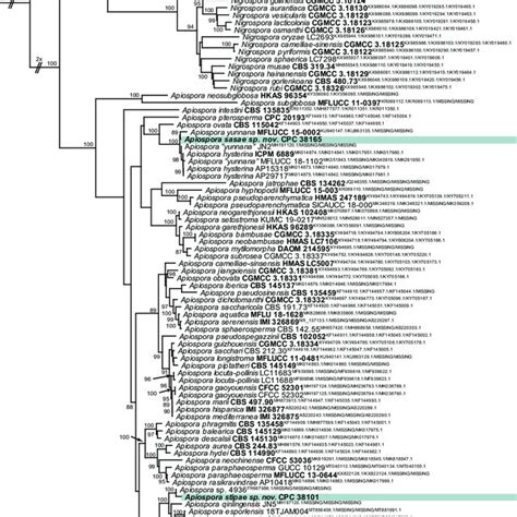 Consensus Phylogram 50 Majority Rule Resulting From A Bayesian