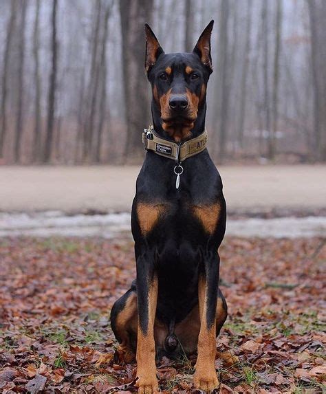 7 Warlock Doberman ideas | doberman, doberman dogs, doberman pinscher