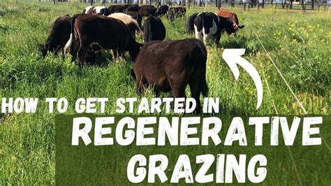 How To Get Started In Regenerative Grazing Regenerative Agriculture