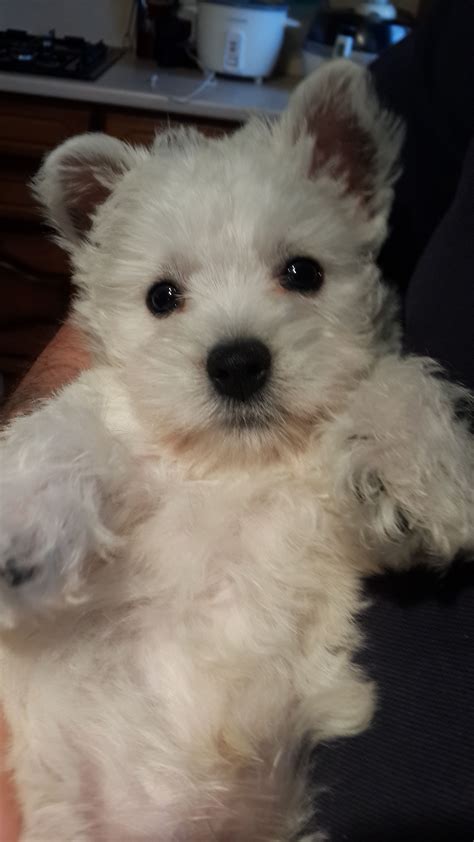 Creately: Cool Teacup Westie Puppies For Sale 2022