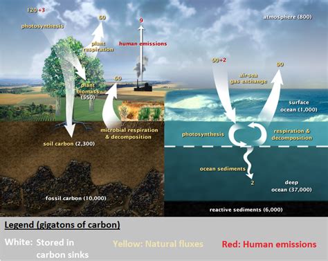 Bioterra: How The Climate Crisis is Affecting the Global Carbon Cycle