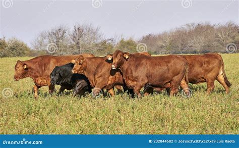 Bred Brangus Beef Bulls Cattle Stock Photo Image Of Farming Calf