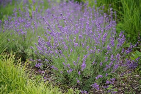 'Essence Purple' Lavender | Perennials – Great Garden Plants