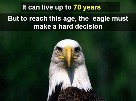 Eagles Bald Eagles Transform Their Lives At 40 Fact Or Fiction