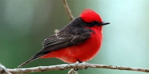 Red Birds Found In Georgia With Pictures