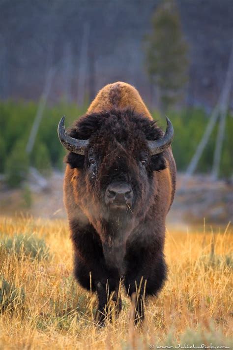 Bison Bull With Steam Coming Out Of Nose Yellowstone National Park