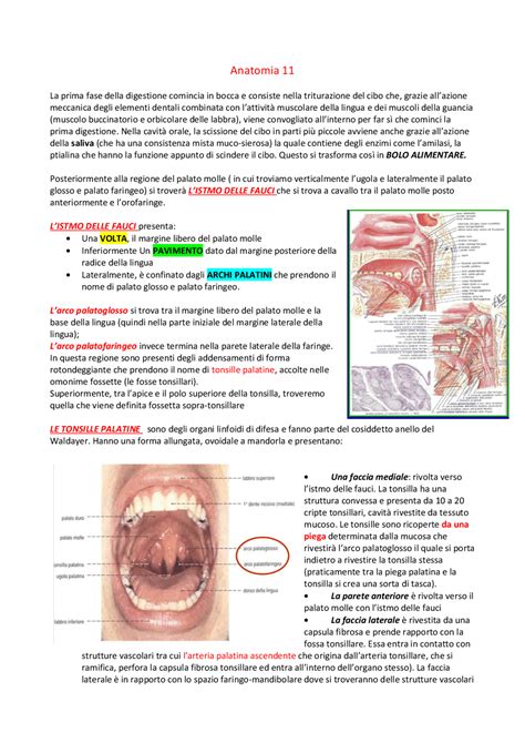 Istmo Faringe Esofago Sbobinature Di Anatomia Docsity