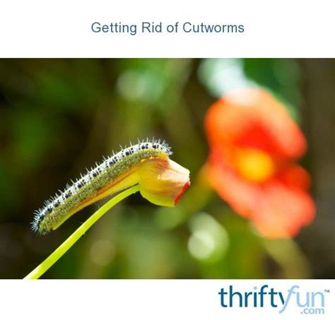 How Do You Get Rid Of Cutworms In Your Garden Minors Garden Center