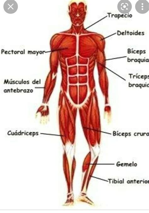 6 Elabora un dibujo del cuerpo humano y señala en los siguientes